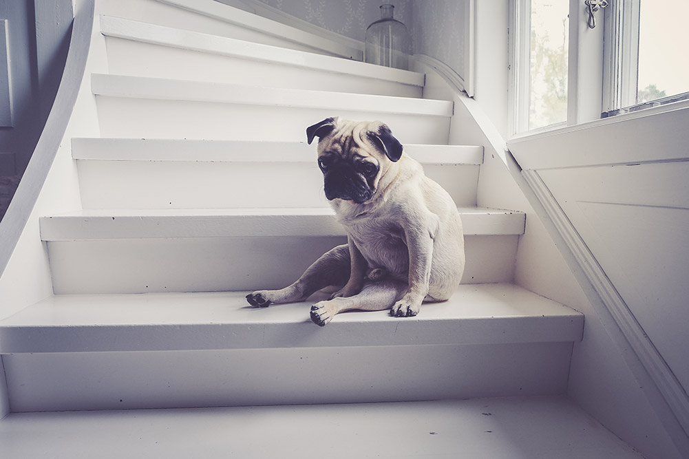 Pug Sitting on the stairs