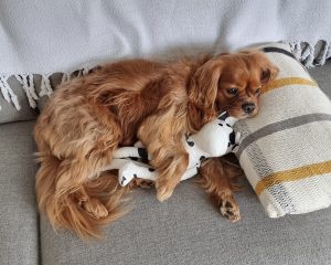 Dog cuddling toy on couch, relaxed and comfortable.