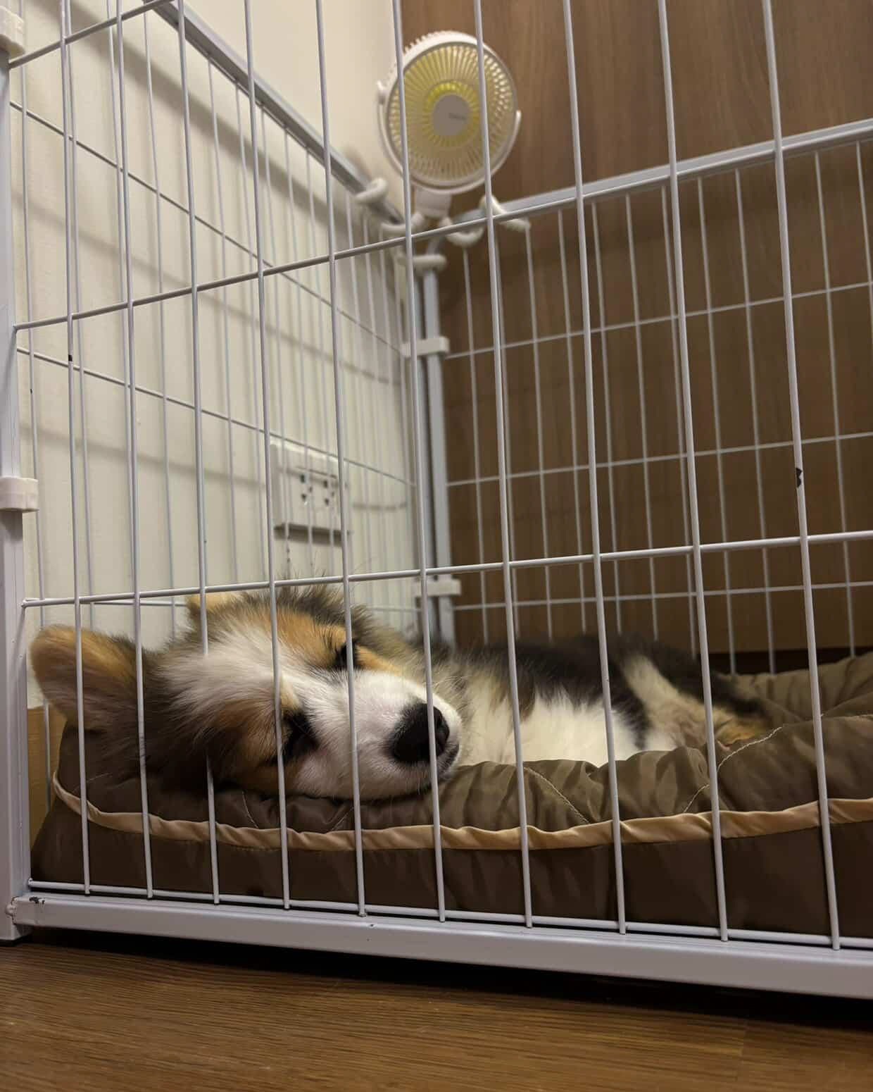 Corgi sleeping in a crate with a fan.