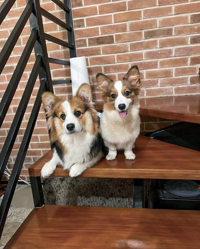 Two corgi dogs sitting on wooden stairs.