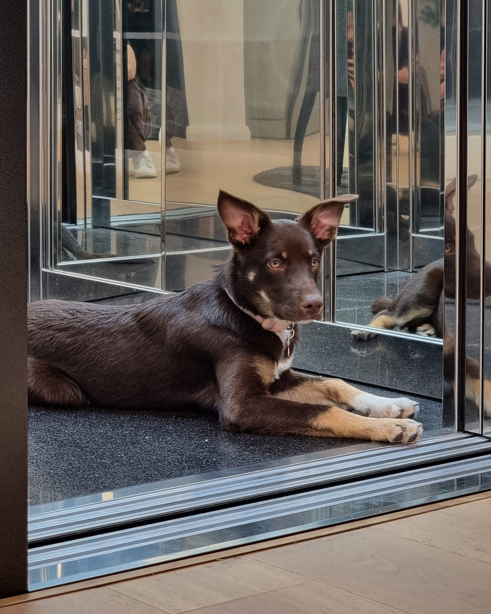 Brown dog lying on reflective floor indoors.