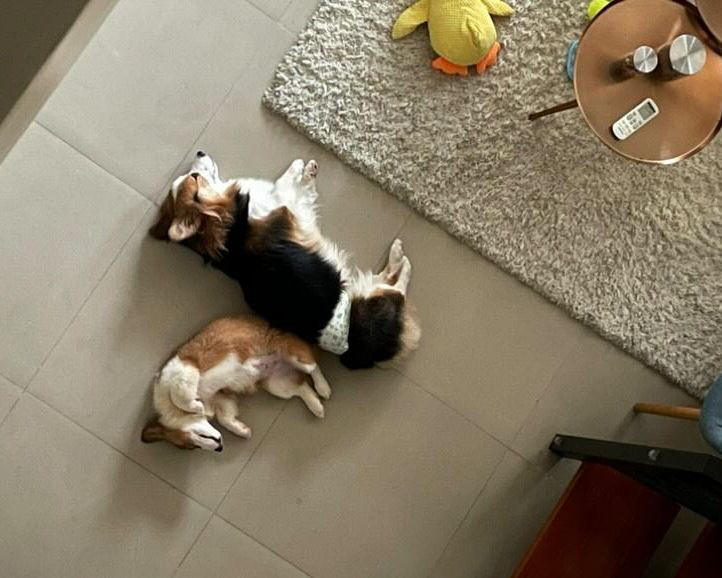 Two corgis sleeping on tiled floor.