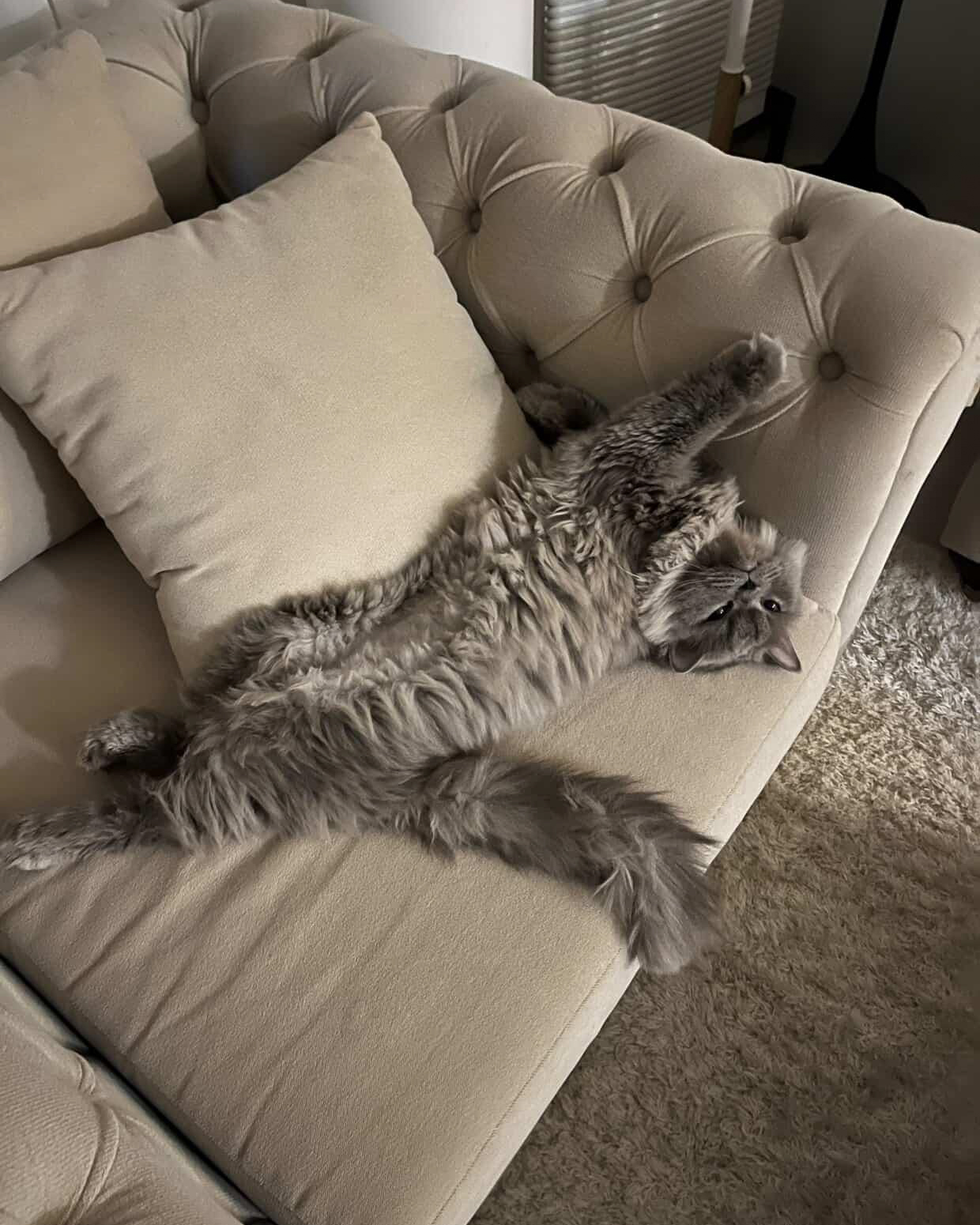 Grey cat lounging on a beige sofa.